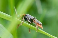 Cantharis fusca