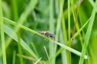 Cantharis fusca