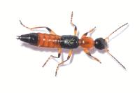 Paederus balcanicus