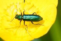 Psilothrix viridicoerulea