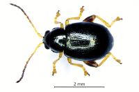 Aphthona nonstriata