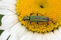 Oedemera nobilis