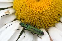 Oedemera nobilis
