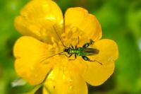 Oedemera nobilis