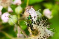 Oedemera nobilis