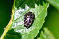 Trachys minutus