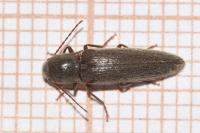 Synaptus filiformis