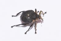 Mononychus punctumalbum