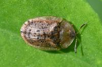Cassida nebulosa