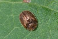 Cassida