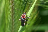 Cantharis rustica