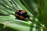 Harmonia axyridis