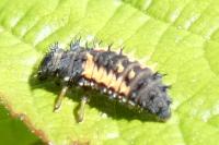 Harmonia axyridis