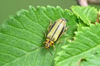 Xanthogaleruca luteola