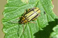 Xanthogaleruca luteola