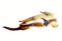Paederus balcanicus