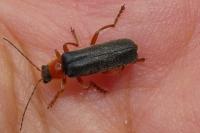 Cantharis