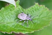 Peritelus sphaeroides