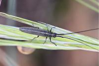 Calamobius filum