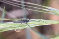 Calamobius filum