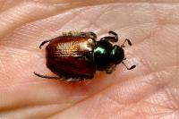 Phyllopertha horticola