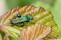 Oedemera nobilis