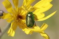Cryptocephalus