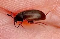 Scraptia dubia