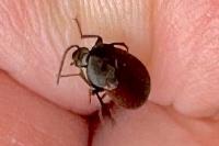 Scraptia dubia