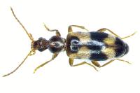 Notoxus trifasciatus
