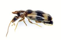 Notoxus trifasciatus