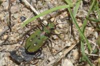 Cicindela campestris