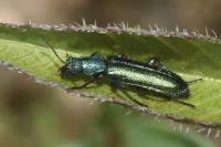 Psilothrix viridicoerulea