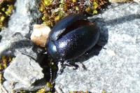 Chrysolina fuliginosa