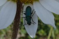 Psilothrix viridicoerulea