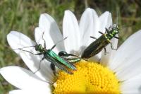 Oedemera nobilis