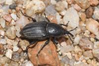 Sphenophorus striatopunctatus