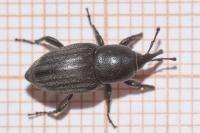 Sphenophorus striatopunctatus