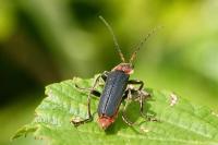 Cantharis fusca