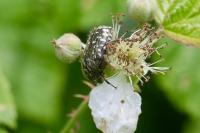 Oxythyrea funesta