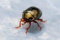 Chrysolina bankii