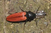 Ampedus sanguineus