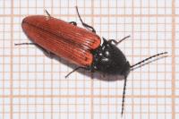 Ampedus sanguineus