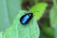 Agelastica alni