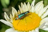 Malachius bipustulatus