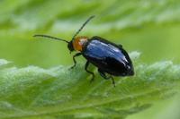 Luperomorpha xanthodera