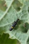 Malthodes
