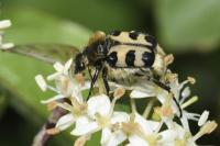 Trichius gallicus