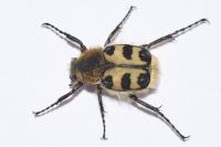 Trichius gallicus