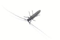 Calamobius filum